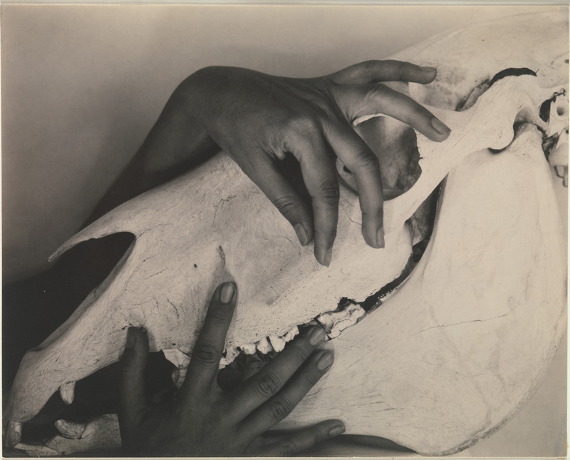 Georgia O’Keeffe — Hands and Horse Skull